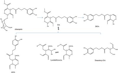 Structure Properties, Acquisition Protocols, and Biological Activities of Oleuropein Aglycone